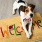 puppy lays on welcome mat and looks up at the camera