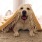 cute dog lays on a rug with a blanket over its head