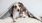 small dog and cat lay on a cushion with a blanket over their heads