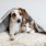 small dog and cat lay on a cushion with a blanket over their heads